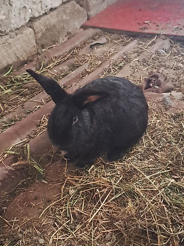 Diqqət!! qara erkəkdir bir yaşı var fəal heyvandır. ağ erkəkdir 4