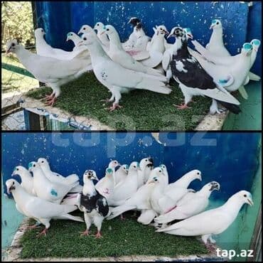 Kimde satdıq quş varsa alıram . yazın razılaşaq gəlib götürək lalafo.az -da Kimde satdıq quş varsa alıram . yazın razılaşaq gəlib götürək