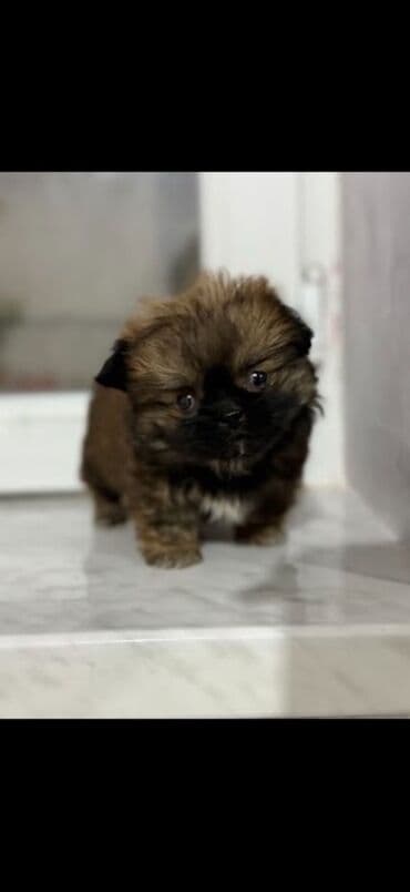 3D panellər: Pekines, 2 ay, Dişi — 2