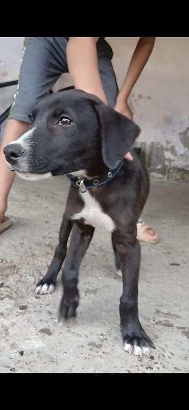 yorga at satilir: Pitbul, 4 ay, Erkek — 2