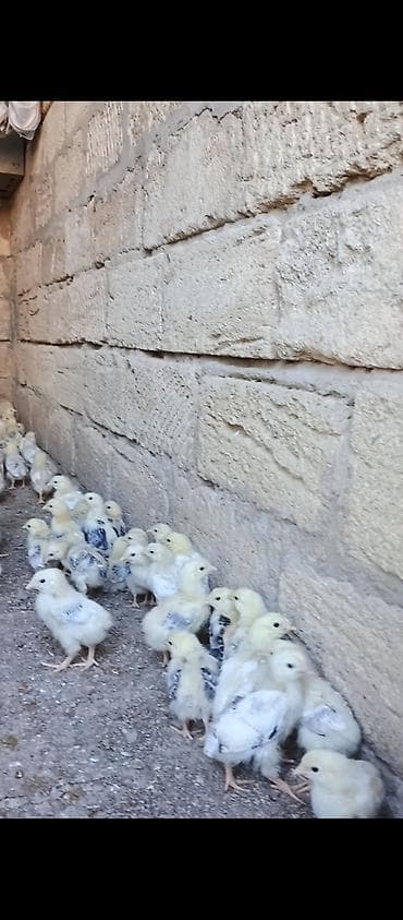 ucuz cuce: Toyuq cücələri, Ətlik, Ünvandan götürmə, Ödənişli çatdırılma — 3