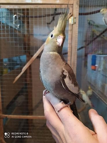 it aliram bakida: Salam. Diqqet alarken temizliye fikir verin///////// sultan adi ile — 6