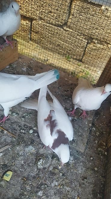 Quşlar: 2 cut baladı quşları tergizirem diye satilir cütü 15 azn — 2