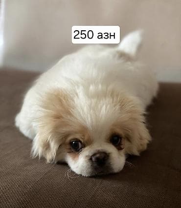 balaca itlərin qiyməti: Pekines — 1