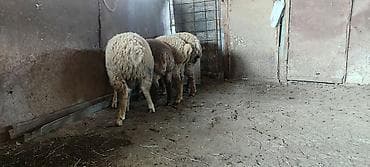 balaken heyvan satisi: Qurbanlıq quzular .Cins: Qoyun (yunu bol, iri cüssəli) Təyinat: Ət və — 3