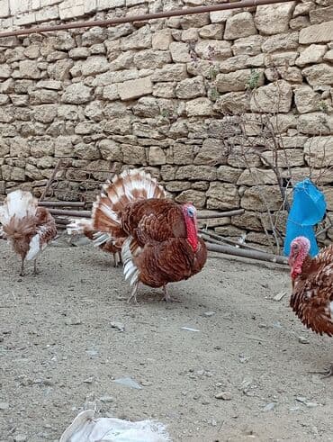 Subaru: Qırmızı kanada Hinduşka balalarının satışı başlayıb hər həftə olacaq — 7