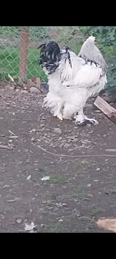 pekines itlerin satisi: 6 aylığ brahma xoruz satılır — 3