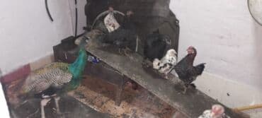 Коровы, быки: 1 heyreti 2 avstrob 5 yaponka 1 ededde tovuz qusu . Saxlamaga yerim — 5