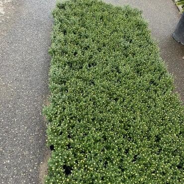 topdan gül satışı: Xrizantema payızgüllərinin topdan və pərakəndə satışı. Qiymətlər — 20