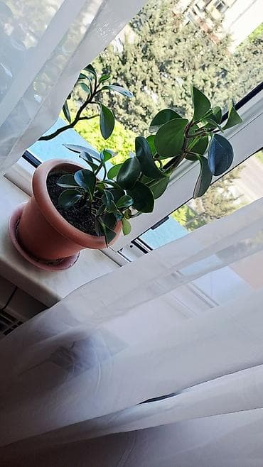 gece gunduz gulu: Peperomiya (Peperomia obtusifolia) – dekorativ yarpaqlı otaq bitkisi — 3