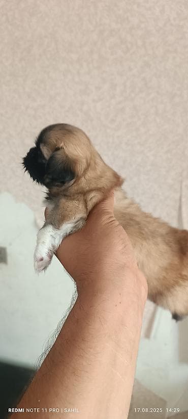 afcarka dişi: Pekines, 2 ay, Dişi, Peyvəndli — 2