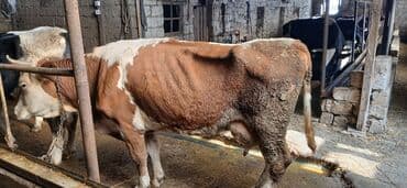 Qazlar: Simental tipli inək – süd və ət istiqamətli, qarışıq rəng — 1