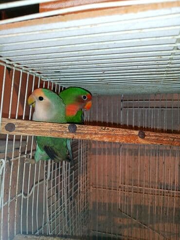 tuk tuk mmc: Nerazlucnik fişer ayrilmazlar maskvıy deyillər cütdu satılır hazır — 13