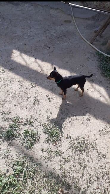 маленькие собаки в баку: Миниатюрный пинчер — 2