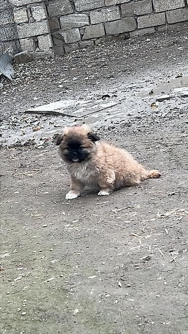 barter itle: Pekines, Peyvəndli — 1