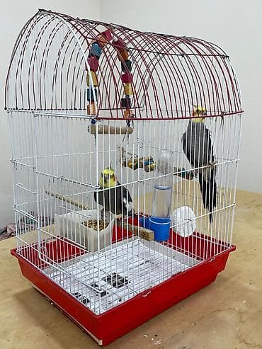 Korella tutuquşuları. Cüt (erkək dişi). Qəfəslə birlikdə veriləcək — 1