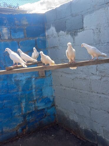 попугай ара цена: Salam Alokum 20 eded goyercindi kohne cinsderdi 11.12.13 tuklerdi — 5