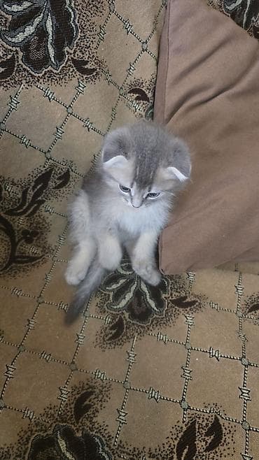 Şotland yastı qulaq