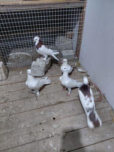 göyərçin yuvası: Salam saglam quşlardı 16.17 tük istəyən yazsın vatsaf aktivdi - Növ — 3
