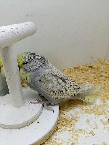 feniks quşu: 3 ay yarmlıg quşlardı Təmiz qan jumbolardı Erkək dişi dir Qiymət — 3