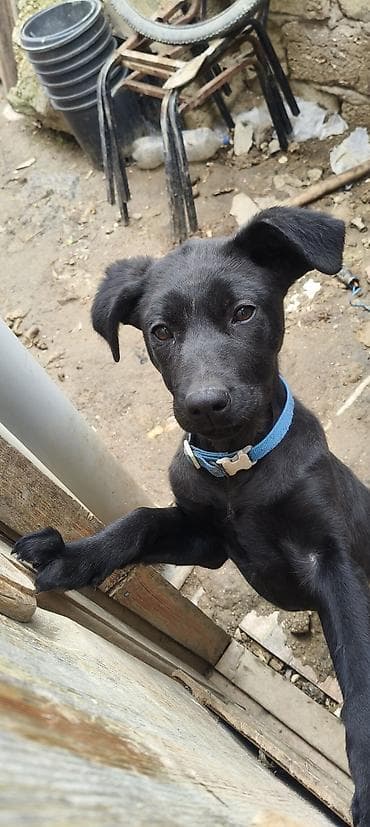 top 3 ev heyvanları: Labrador-retriver, 3 ay, Dişi, Peyvəndli, Ünvandan götürmə — 10