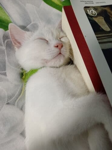 pişik ucuz: Dişi, Yaxşı əllərə, Ödənişli çatdırılma — 3