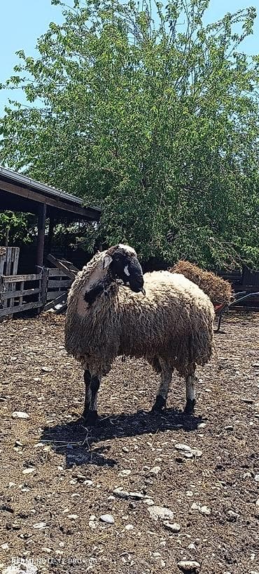 cins ineklerin satisi: Ala göz Qurbanlıq kök toğludu 1 yaş 2 aylıqdi — 1
