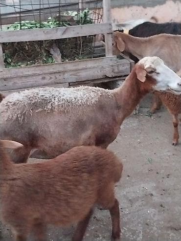 qara mal: Damazlığ ana bala qoyunlar satılır. Balaların biri dişi, ikisi — 10