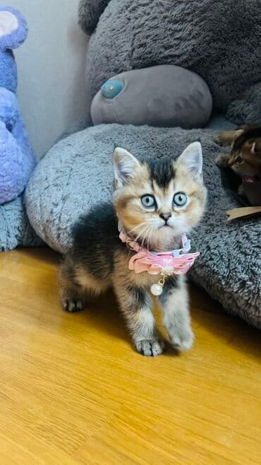 pişik latok: Şinşilla, Dişi — 3