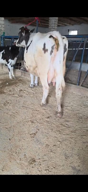 kənd təsərrüfatı heyvanları: Inek südlük sakit inekdi heyvanda heç bir prablemi yoxdu balası 2 — 10