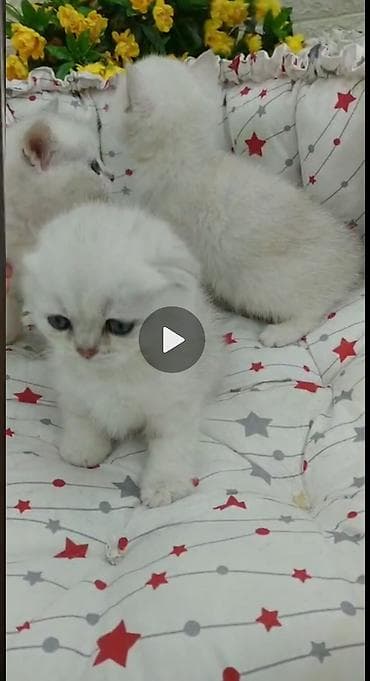 котята в баку: Шиншилла, Самец, Самка — 1