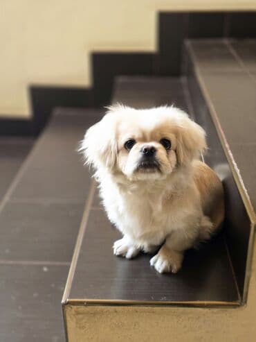 it adlari 2020: Pekines, 5 ay, Erkek, Peyvəndli — 1