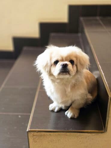 Pekines, 5 ay, Erkek