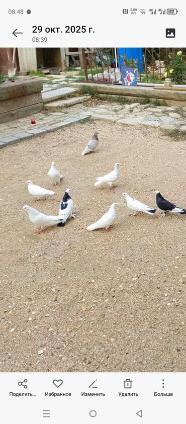 göyercin yuvasi: Ağ rəngli ev göyərçinləri - Rəng: əsasən tam ağ, bəzilərində qara ağ — 4