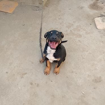 ev itleri ucuz: Rotveyler, Peyvəndli — 1