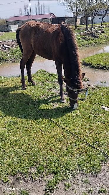 heyvan yemleri: Atlar — 1