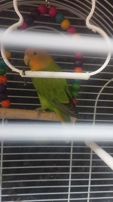 danışan tutuquşu satışı: Cennet quşu — 1