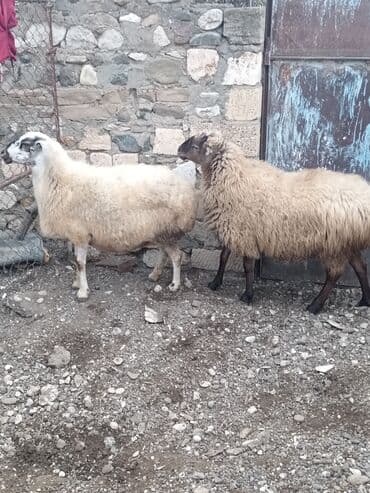 qoyun sortları: Qoyunlar – yerli Salam şəkildə gördüyünüz qoyunlar cəm şəkildə — 7