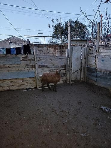 Balıq: Erkəy quzu — 1