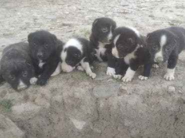 İtlər: 1 ay, Erkek — 3
