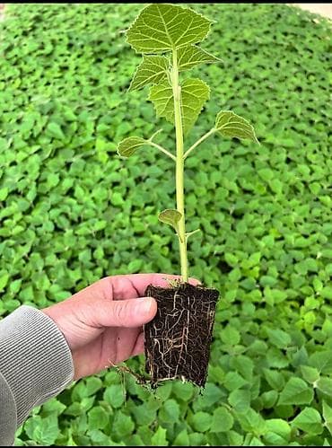 Pavlovniya tingi topdan.Hibrid Şantong sortu 1 ci