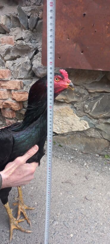 ağdam xoruzu gence: Təcili satilir.Heyrati xoruz, zil qara. 1yaş 3ayliq — 3