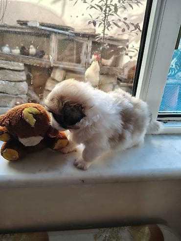 bala it sekilleri: Pekines, 2 ay, Erkek, Peyvəndli, Ödənişli çatdırılma — 1