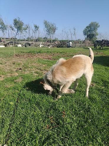 coban iti haqqinda melumat: 4 ay, Erkek, Cütləşmə üçün, Ünvandan götürmə — 2