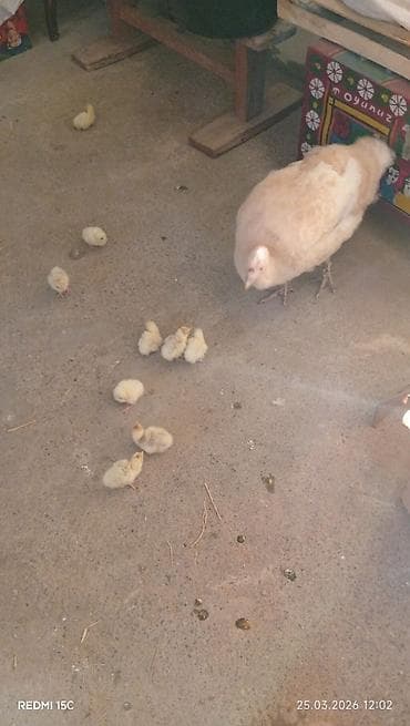 K/t heyvanları və malları: Dişi, Kanada, Ətlik, Ünvandan götürmə — 3