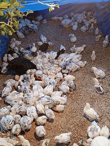 sevgi qusu: 1 aylıq və 20günlük serebrist cücələr satılır. 1 aylıq 2.50 azn 20 — 3
