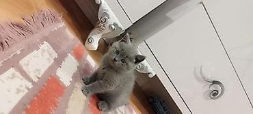 heyvanlar: Şotland yastı qulaq, Erkək, Dişi, Yaxşı əllərə, Ünvandan götürmə, Pulsuz çatdırılma, Ödənişli çatdırılma — 1