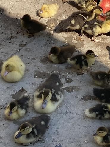 Muscovy ördək balaları (indi balalıq dövründə) - Növ: Muscovy (hind)