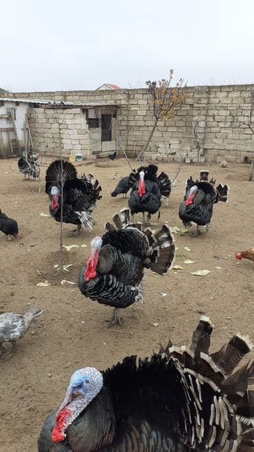 oğlan tutuquşu adları: Bronza cinsli hinduşkalar - Cins: Şimali Amerikanın ağır bronza — 3