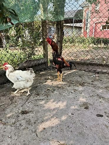 heyvan ve insan seksi: Xoruz, Brazil, il: 2, Ödənişli çatdırılma — 1